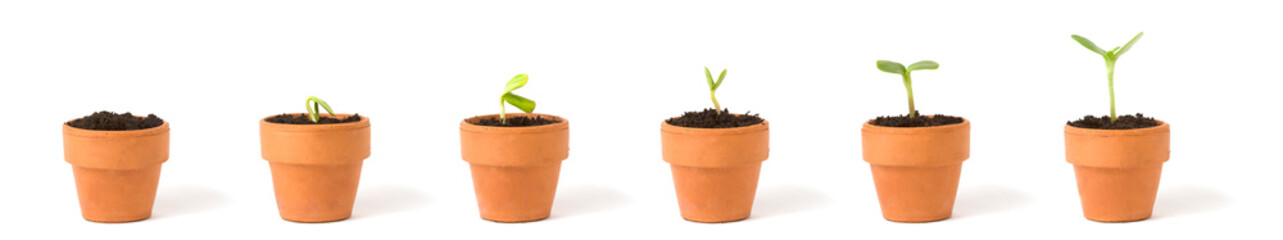 A sequence of a seedling sprouting and growing in terra cotta pots - concept for growth