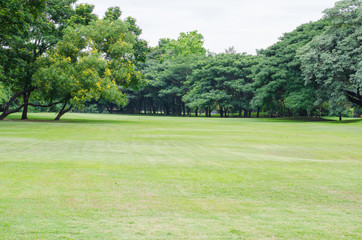 Fototapeta na wymiar green grass field and green fresh tree .