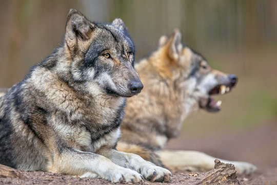 Two resting Grey Wolfs