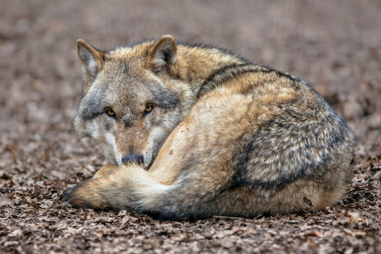 Dangerous Grey Wolf resting on the ground