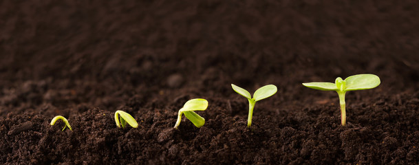 Growing Plant Sequence in Dirt - a seedling grows progressively taller in dirt - metaphor for...