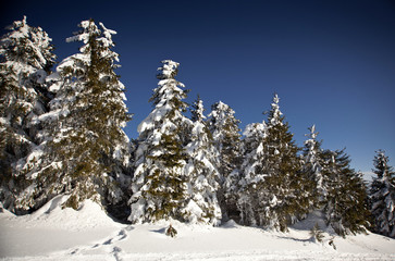 Winter landscape with snowy fir trees