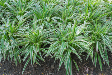 variegated mondo grass