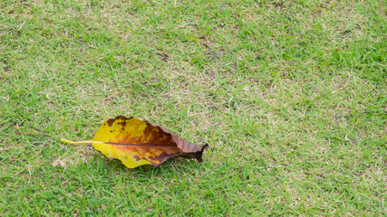autumn leaves on grass