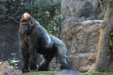 Strong Adult Black Gorilla © underworld