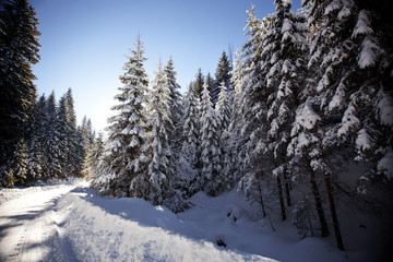 Winter landscape with snowy fir trees