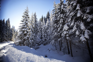 Winter landscape with snowy fir trees
