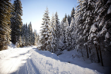 Fototapeta premium Winter landscape with snowy fir trees
