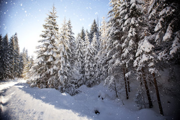 Winter landscape with snowy fir trees