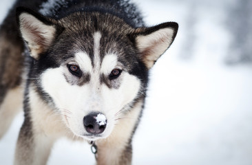 Naklejka premium Husky portrait