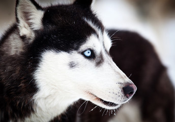 Husky portrait