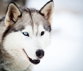 Husky portrait