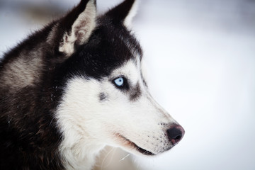 Husky portrait