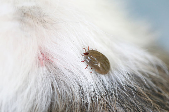 Big Tick on a dog in clearing.