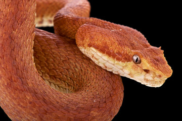 Eyelash viper (Bothriechis schlegelii)
