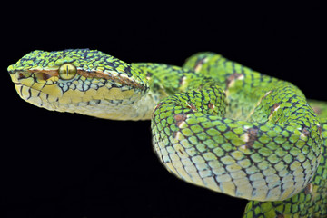 Temple viper (Tropidolaemus wagleri 
