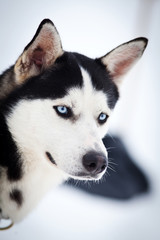 Obraz premium Husky portrait