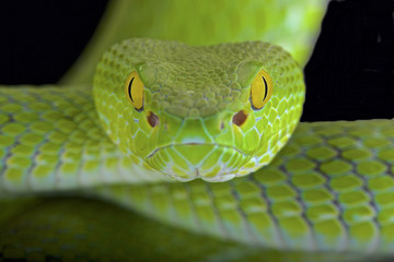 Fototapeta premium Large-eyed pitviper (Trimeresurus macrops)