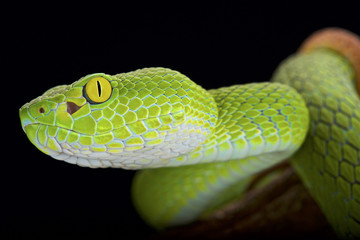 Large-eyed pitviper (Trimeresurus macrops)
