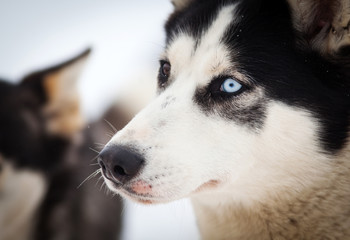 Husky portrait