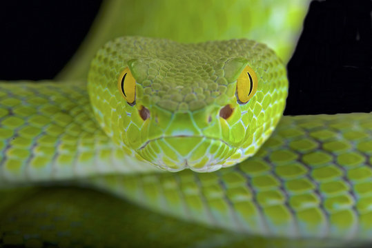 Large-eyed pitviper (Trimeresurus macrops)