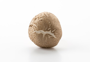 Eringii Mushroom