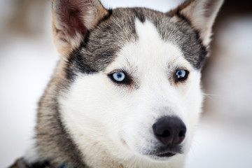 Husky portrait