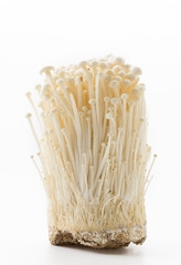 Golden needle mushroom