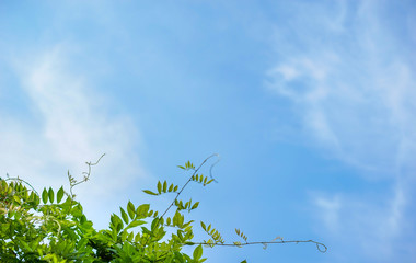 vine and blue sky