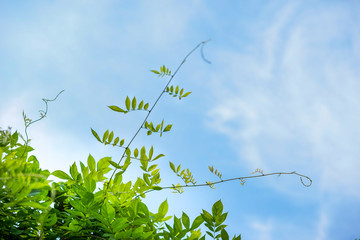 vine and blue sky