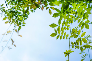 vine and blue sky