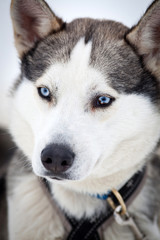 Husky portrait
