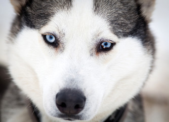 Husky portrait