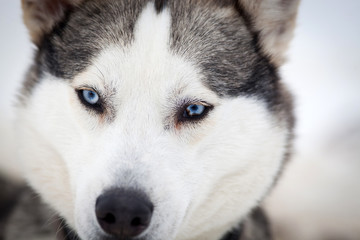 Husky portrait