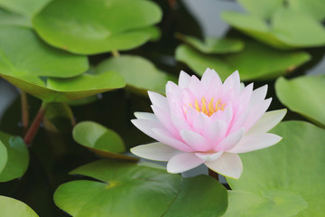 Pink lotus in a pond with bloom in the Morning.