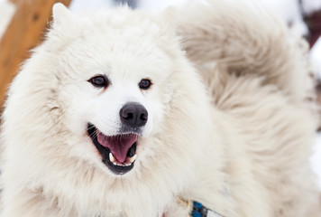 Cute samoyed dog in the winter