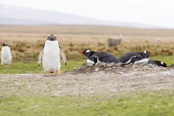 Gentoo Penguins nesting in colony, Falkland Islands.