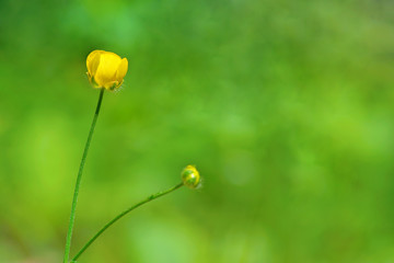 Obraz premium pretty buttercup flowers on bright green background