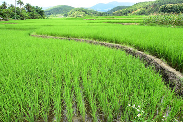 Obraz premium Rice field with mountain background under sky with cloud