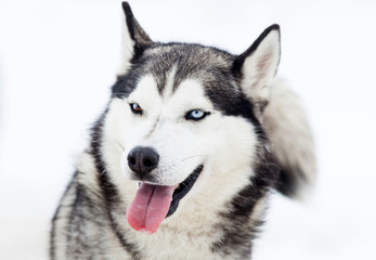 Husky portrait