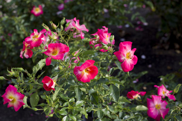 Yabba Dabba Doo Roses