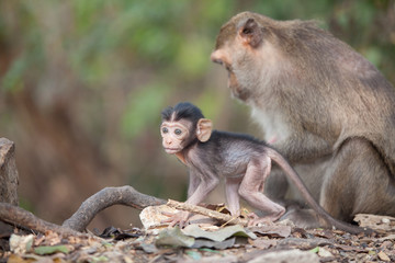 Naklejka premium monkey