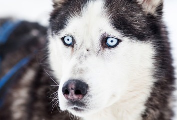 Husky portrait