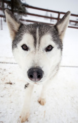 Husky portrait
