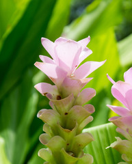 Pink Siam Tulip