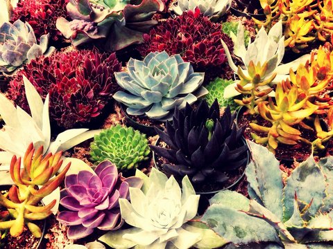 Colorful Succulents © Samantha Warren