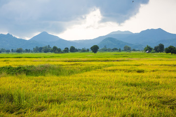 Fototapeta premium Gold rice field with the blue sky.