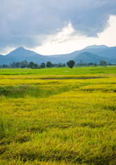 Naklejka premium Gold rice field with the blue sky.