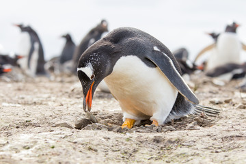 Gentoo Penguin building it's nest, Falkland Islands.