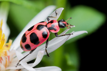 Twelve Spotted Lady Beetle on White Aster